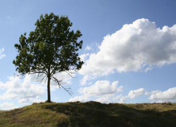tree_on_hill_resized_0
