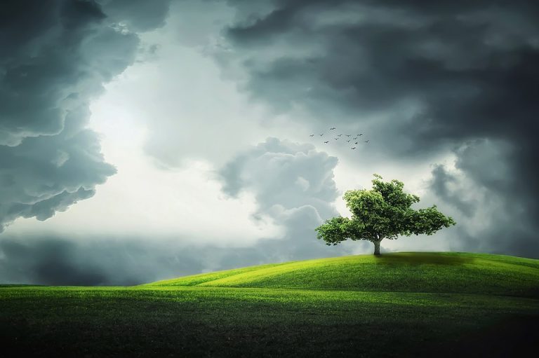 tree-832079_960_720