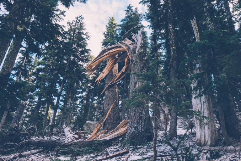 broken_trees
