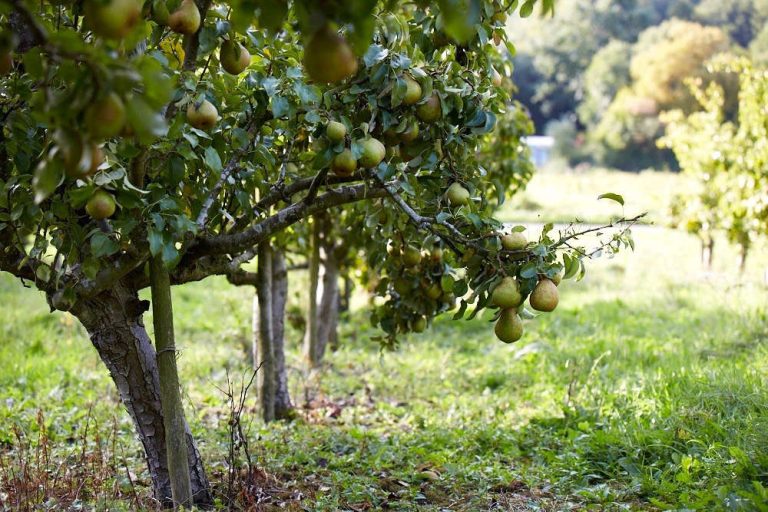 pear-trees-orchard-britt-willoughby-dyer-1